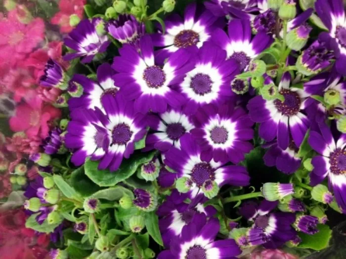 Fiori da giardino perenni: come scegliere i fiori per lo ...