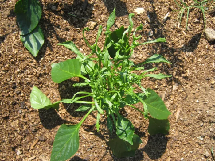 Una tipica pianta infestante a crescita rapida