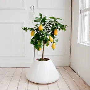 vaso di limoni
