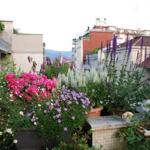piante sul terrazzo