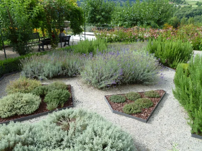 50 Semi Di Aglio Orsino (Aglio Degli Orsi) – SemiWild – Pianta Aromatica Selvatica, Riproducibile, Non Ibrido, Da Giardino Ombreggiato - 4