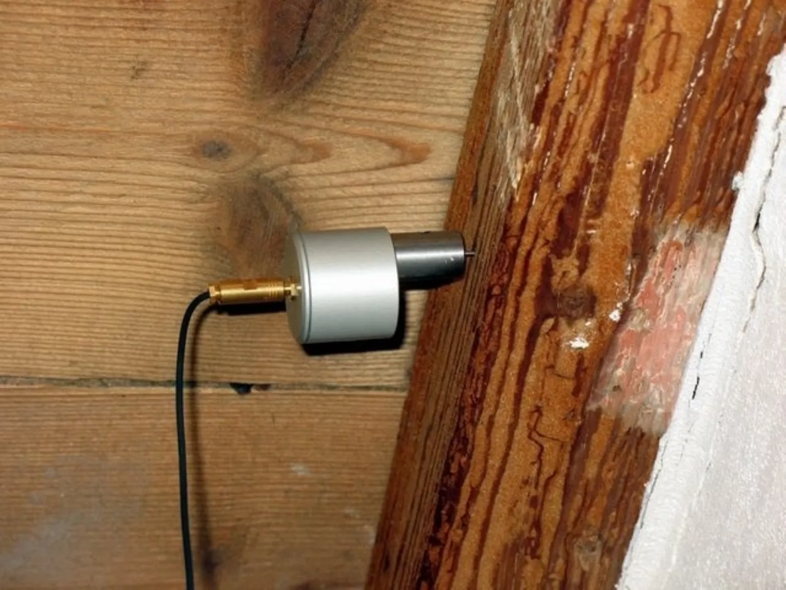 Eliminare i tarli del legno in modo naturale