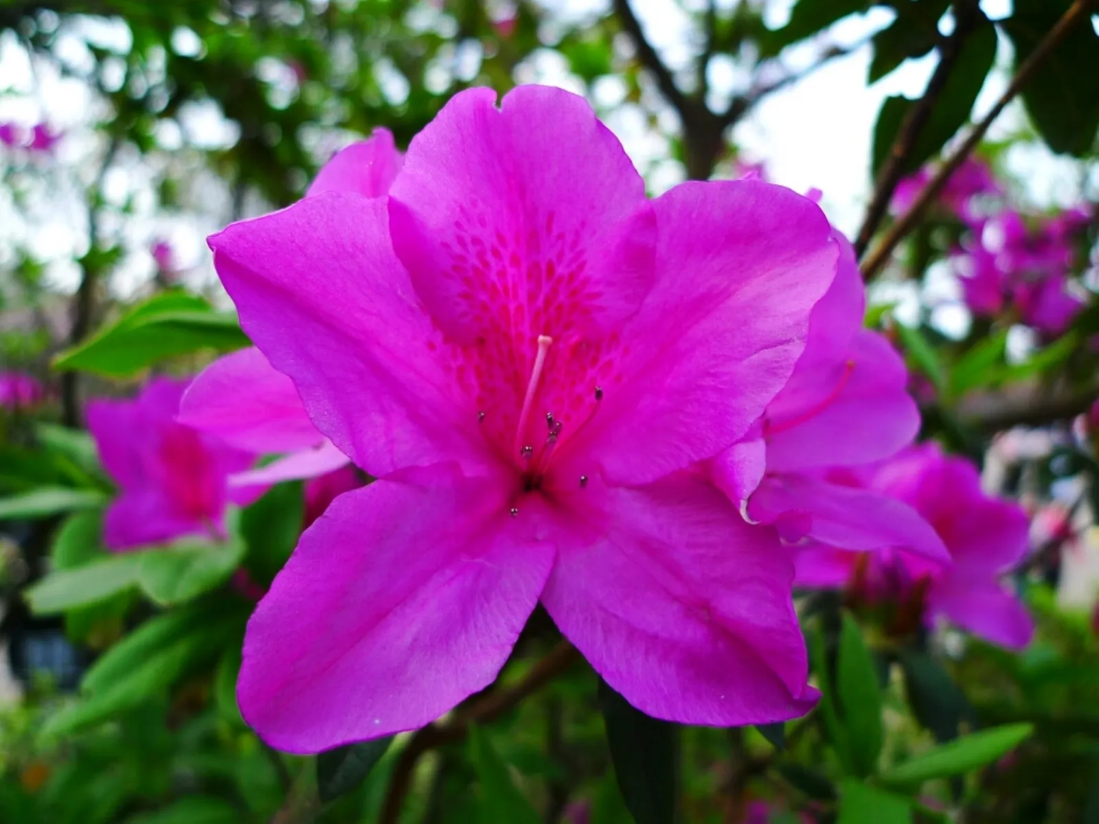 Fiori da piantare a marzo per celebrare la primavera