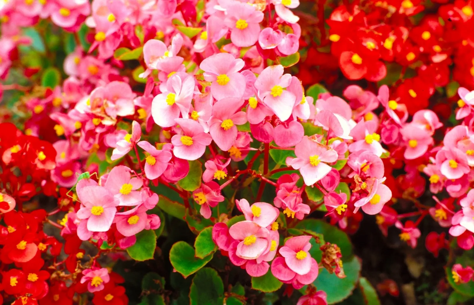 Fiori in inverno