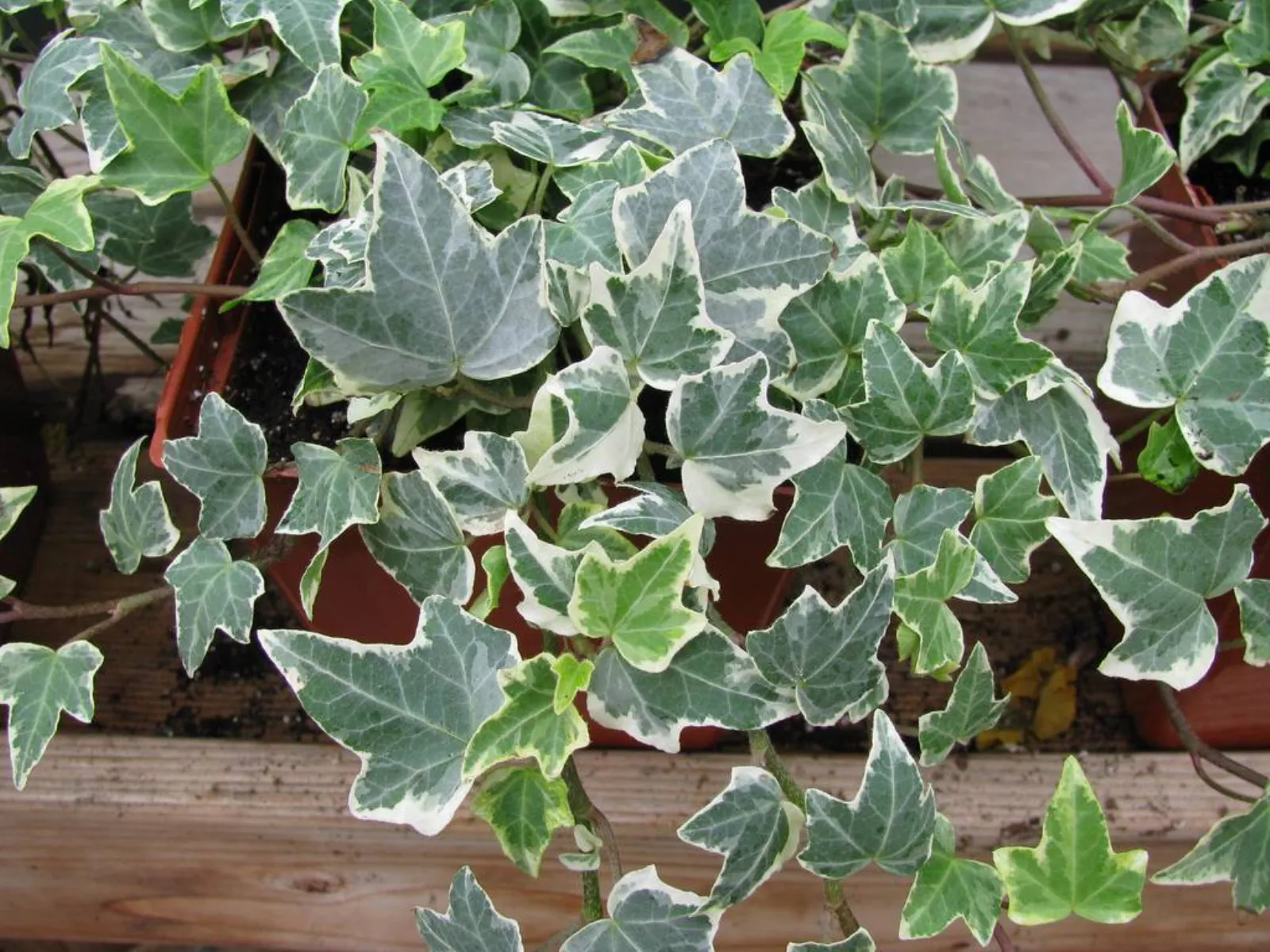 Best IL04 – Ghirlanda Di Edera Artificiale Variegata 210 Cm – Decorazione Da Parete Per Matrimoni E Feste