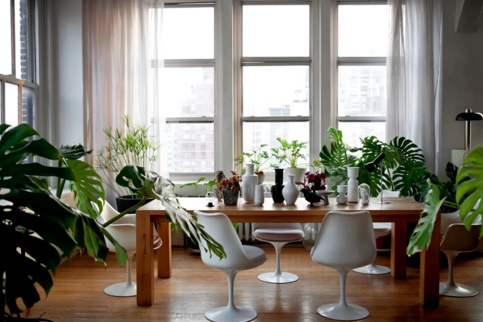 Piante Benefiche Da Appartamento.Piante Da Appartamento Il Verde In Casa