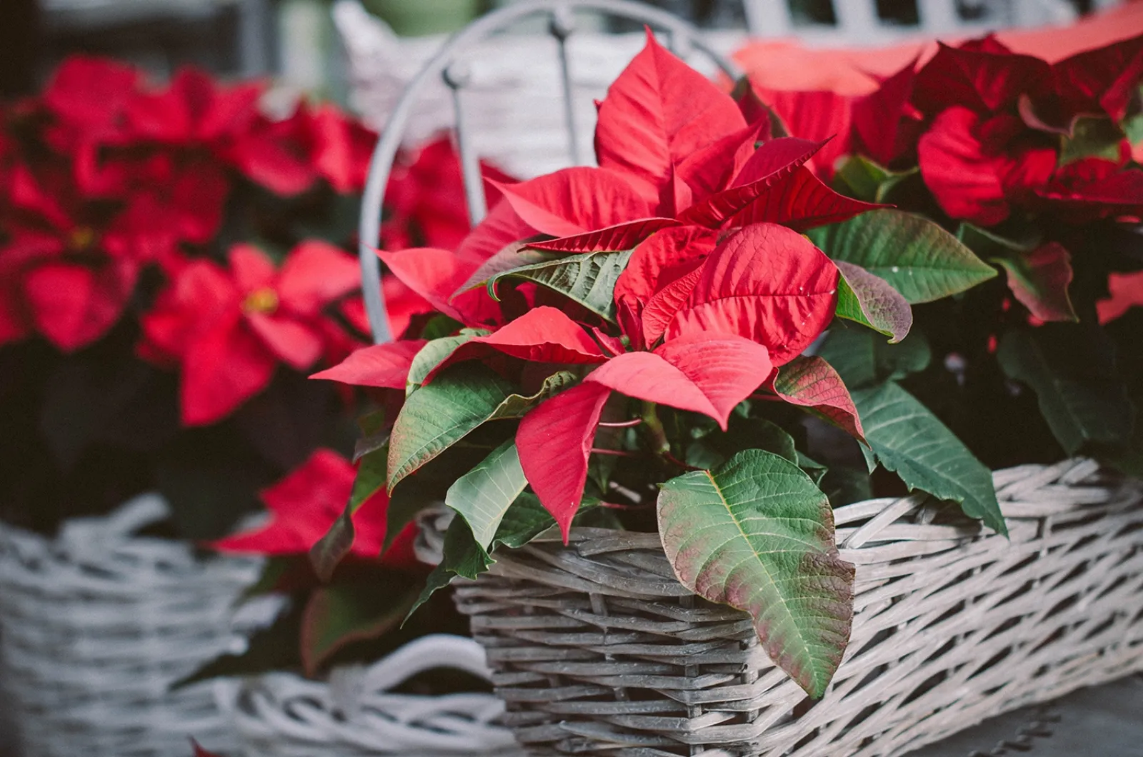 Stella Di Natale Foglie Arricciate.Stella Di Natale La Pianta Delle Feste