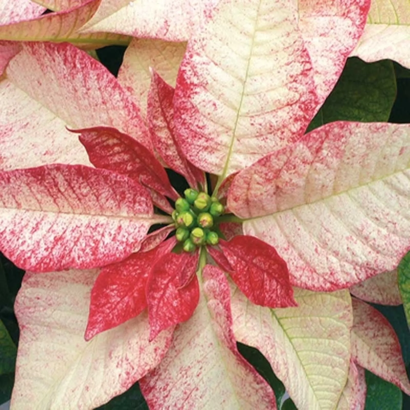 Stella Di Natale Foglie Arricciate.Stella Di Natale La Pianta Delle Feste