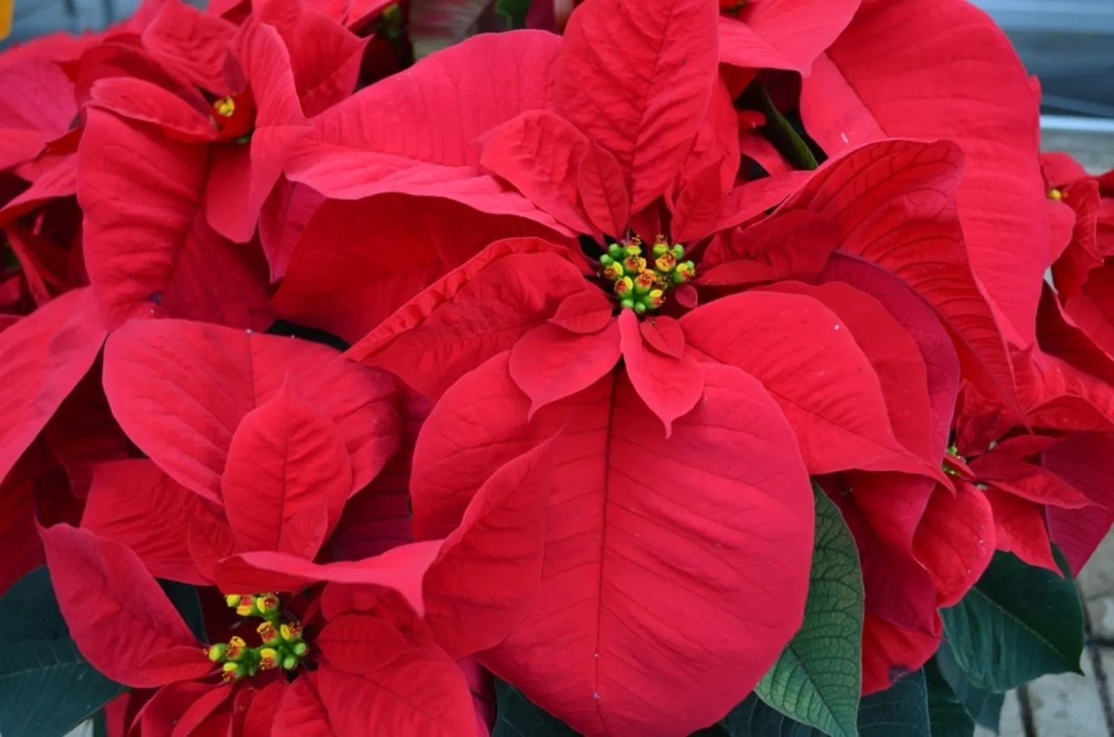 Stella Di Natale Tossica.Stella Di Natale Pianta Colorata