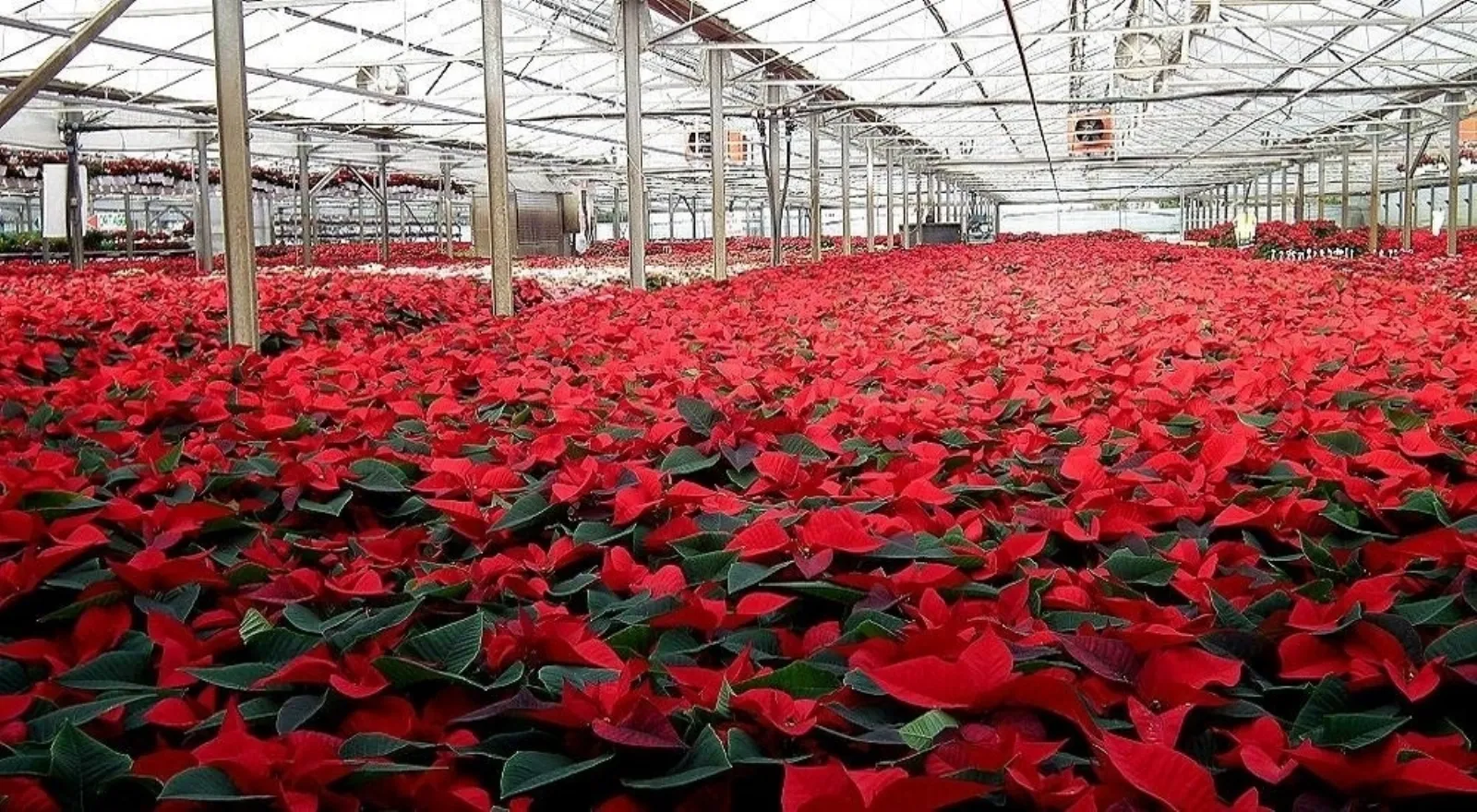 Stella Di Natale Resina.Stella Di Natale Pianta Colorata