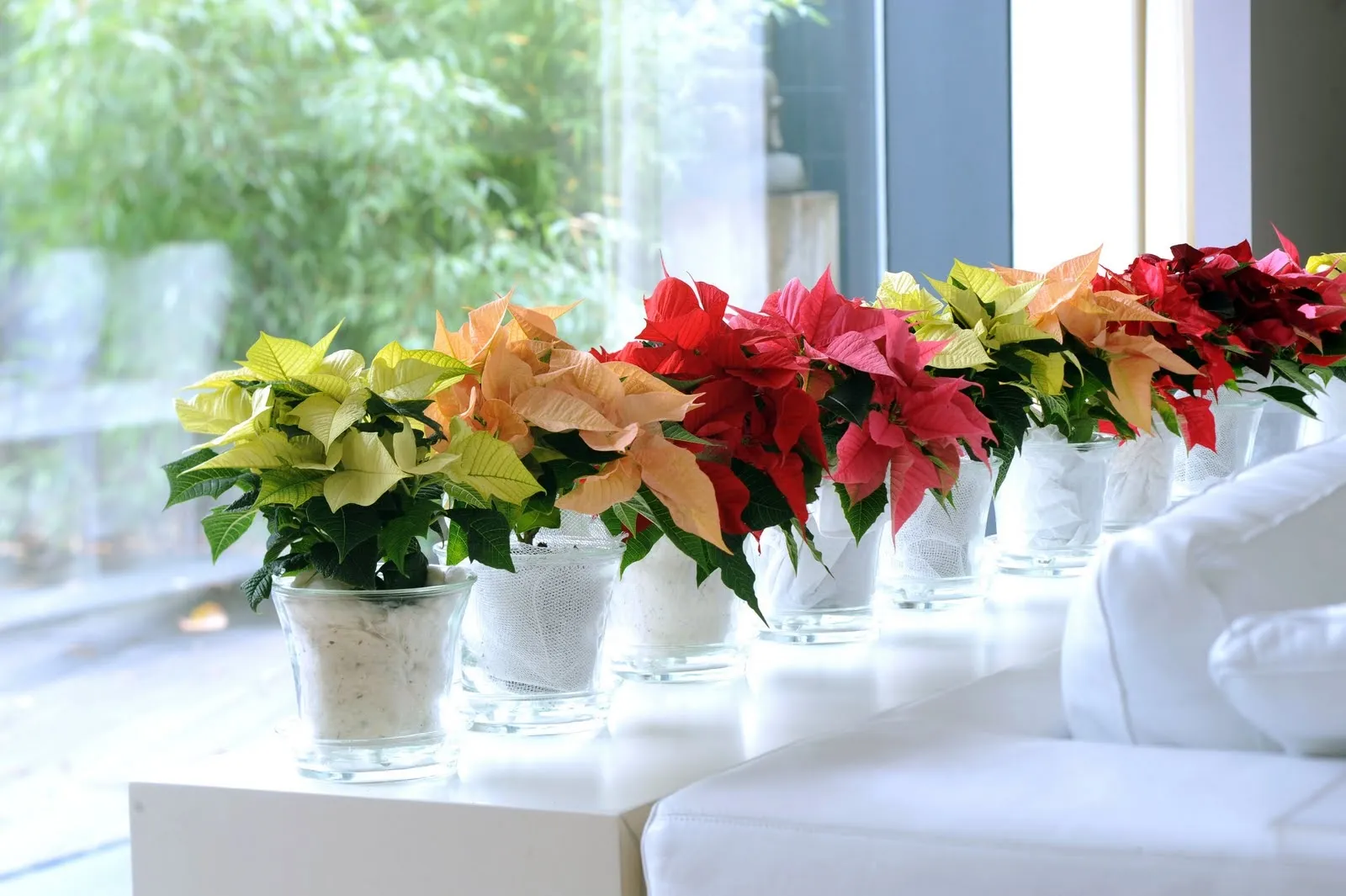 Stella Di Natale Resina.Stella Di Natale Pianta Colorata