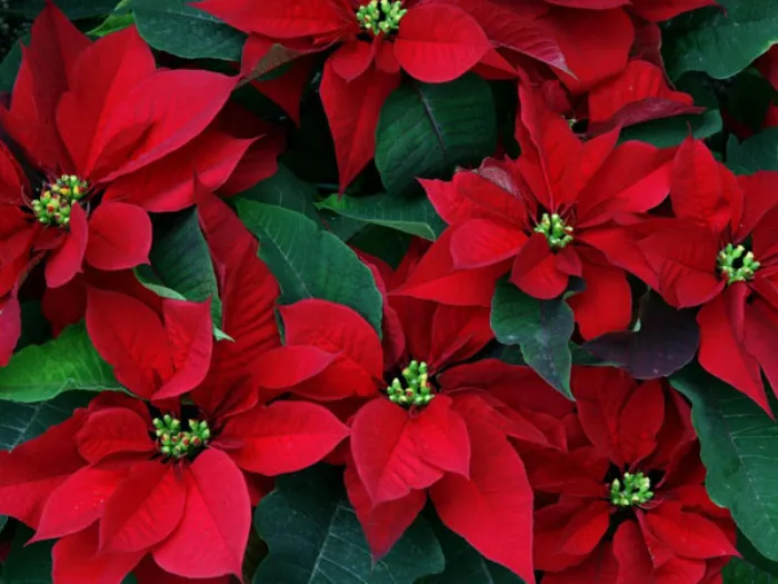 Stella Di Natale Innaffiatura.Stelle Di Natale Come Averne Cura