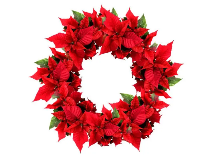 Stella Di Natale Perde Foglie.Stelle Di Natale Come Averne Cura