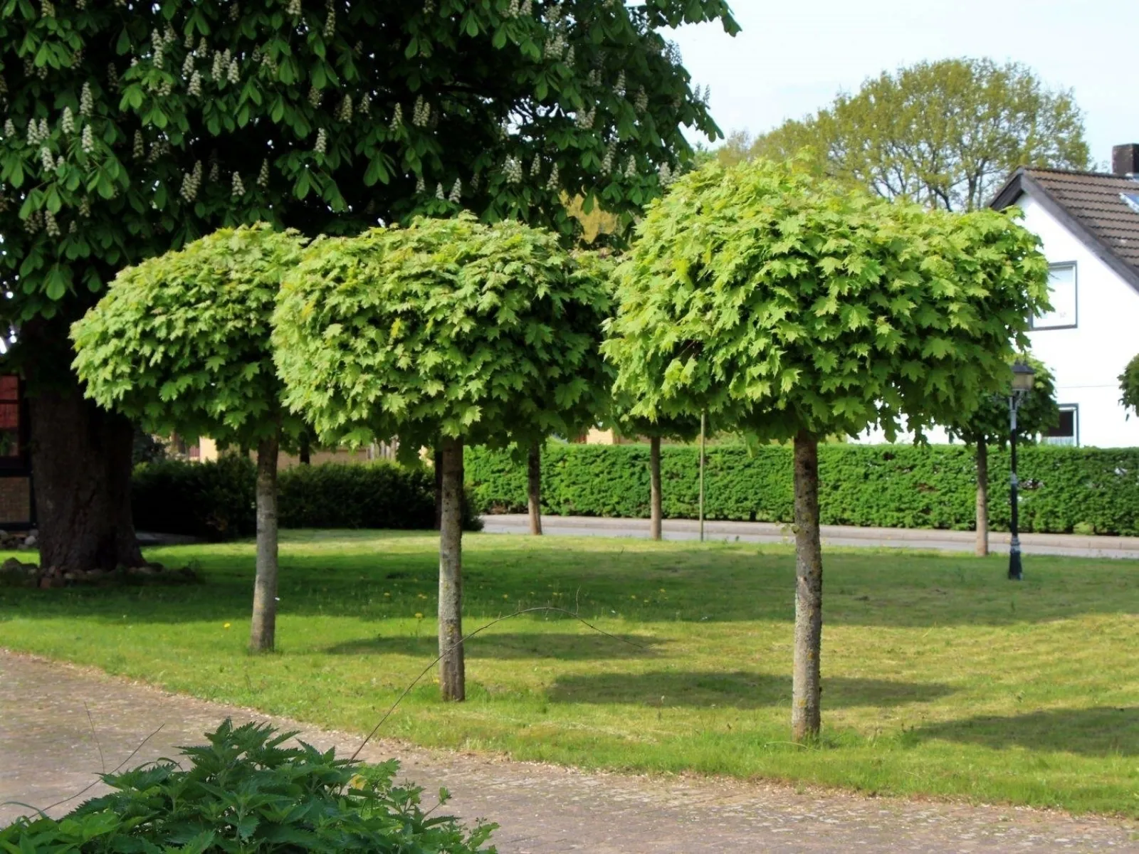29 Alberi Sempreverdi A Crescita Rapida Inidpfohor