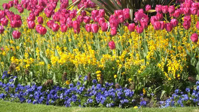 come fare un giardino