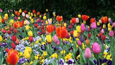 tulipani in giardino