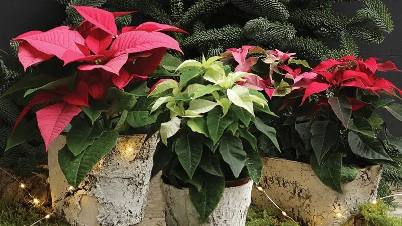La Stella di Natale è il decoro floreale ideale per la porta
