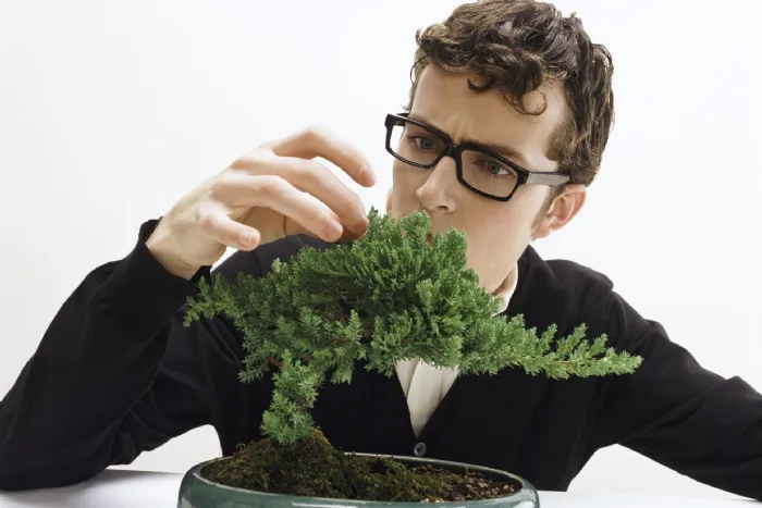 bonsai