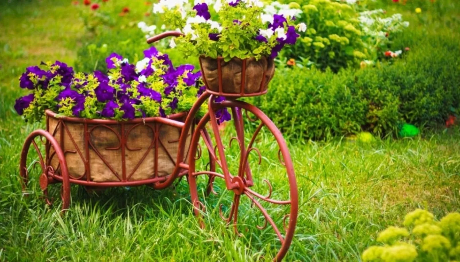 lavanda
