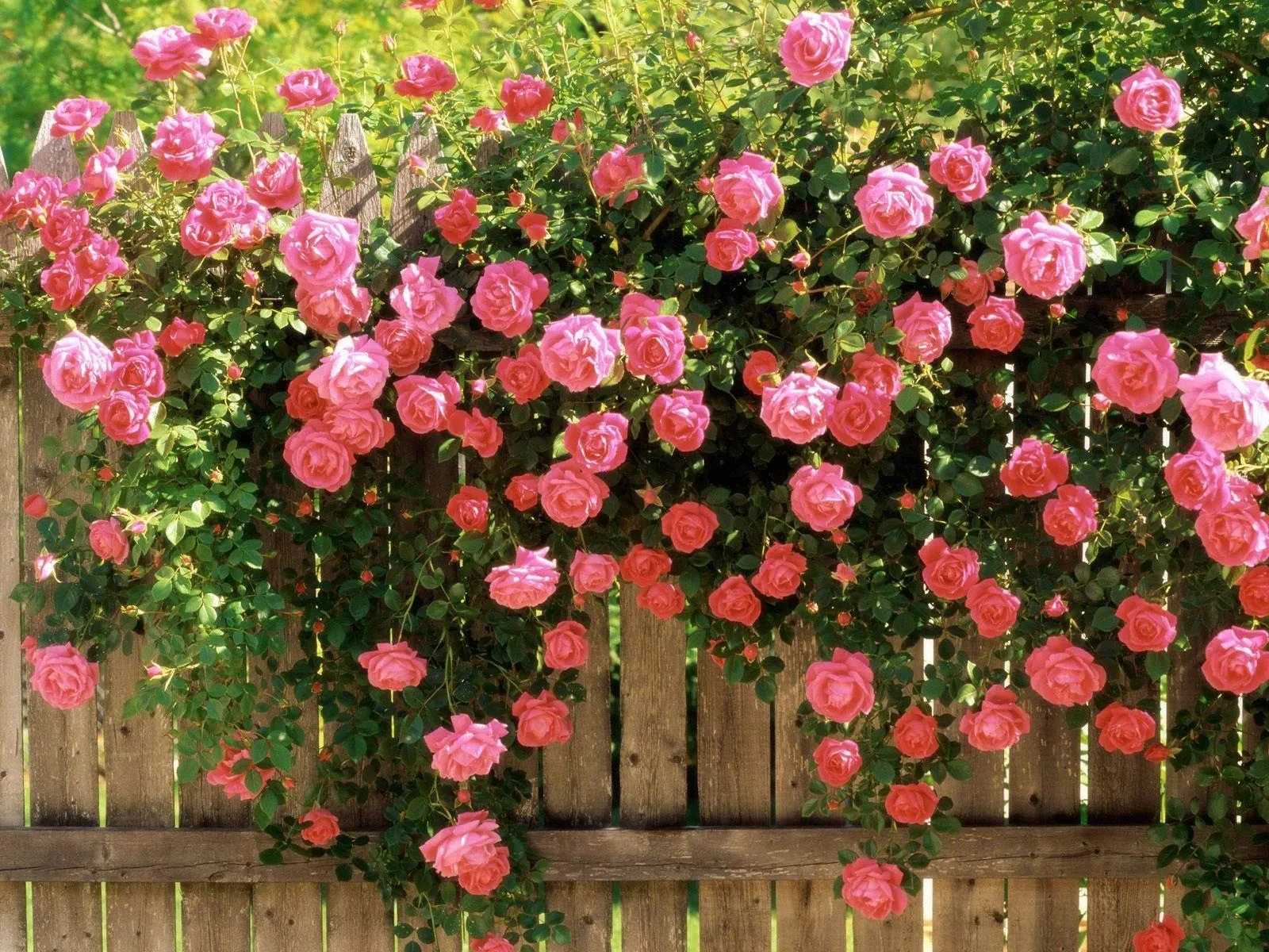 Fiori per giardino quali scegliere il verde Piante perenni per giardino roccioso