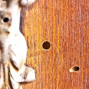 Acari del legno