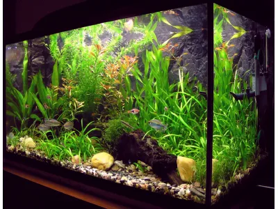 Acquario in vetro