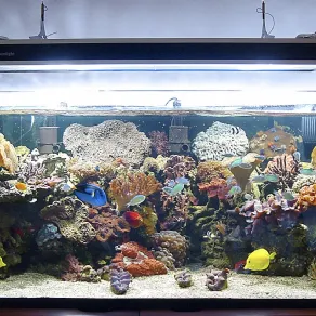 Illuminazione di un acquario