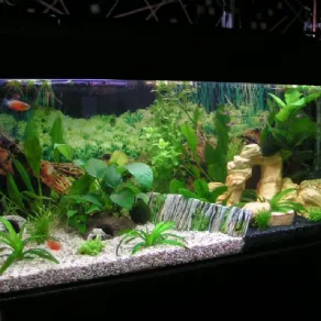 Acquario marino
