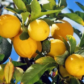 limoni