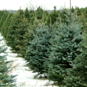 Albero di natale vero prezzo