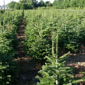 Gli alberi di Vivai Piante Marchesan 