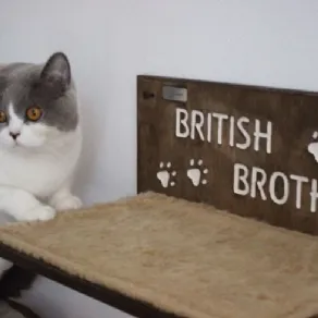 Arredi per cani e gatti