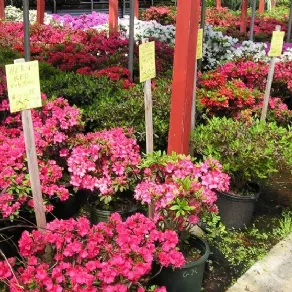 Azalea cura
