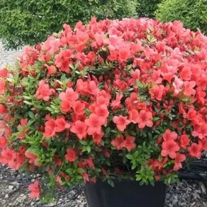 Azalea pianta