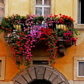 Fiori per balconi