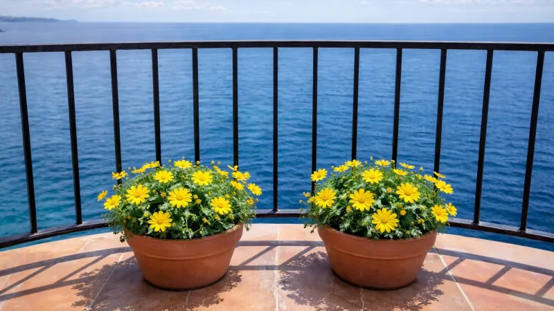 Balcone fiorito: vasi con margherite Euryops