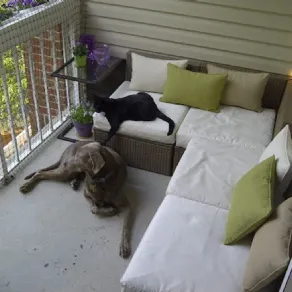 balcone con cane e gatto