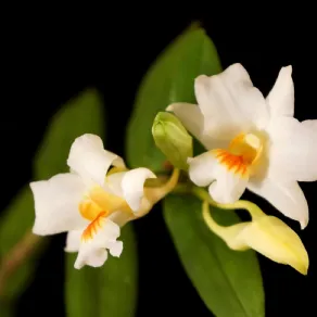 Orchidea bianca Dendrobium