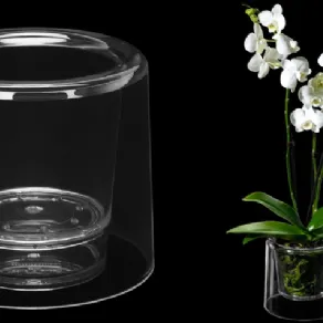 Orchidea in vaso trasparente