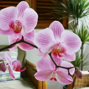 Orchidea Phalaenopsis di colore rosa