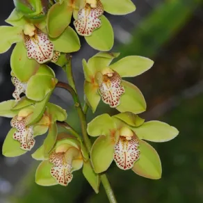 Un esemplare di orchidea Cymbidium da esterno