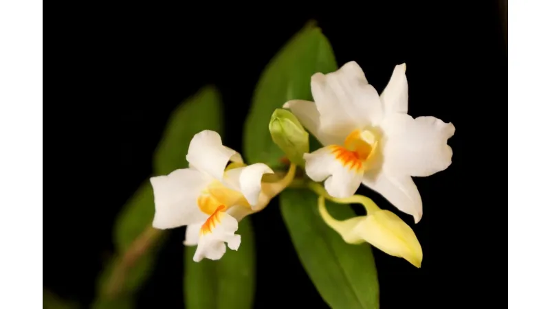 Orchidea bianca Dendrobium