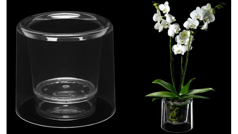 Orchidea in vaso trasparente