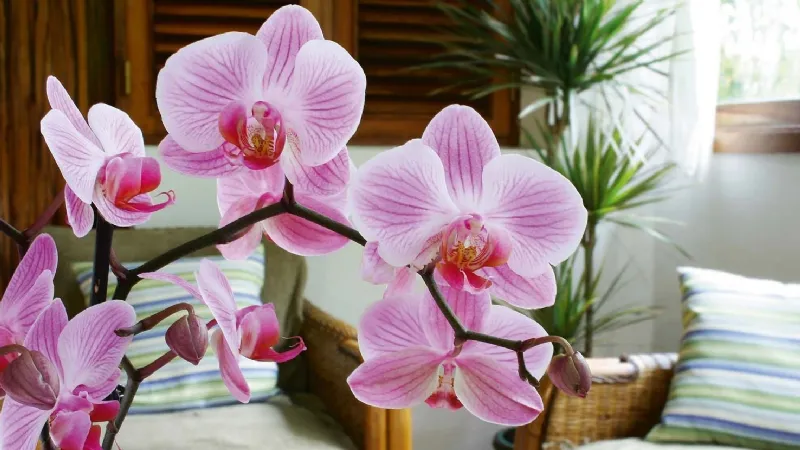 Orchidea Phalaenopsis di colore rosa