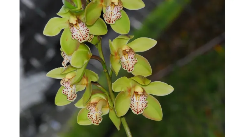 Un esemplare di orchidea Cymbidium da esterno