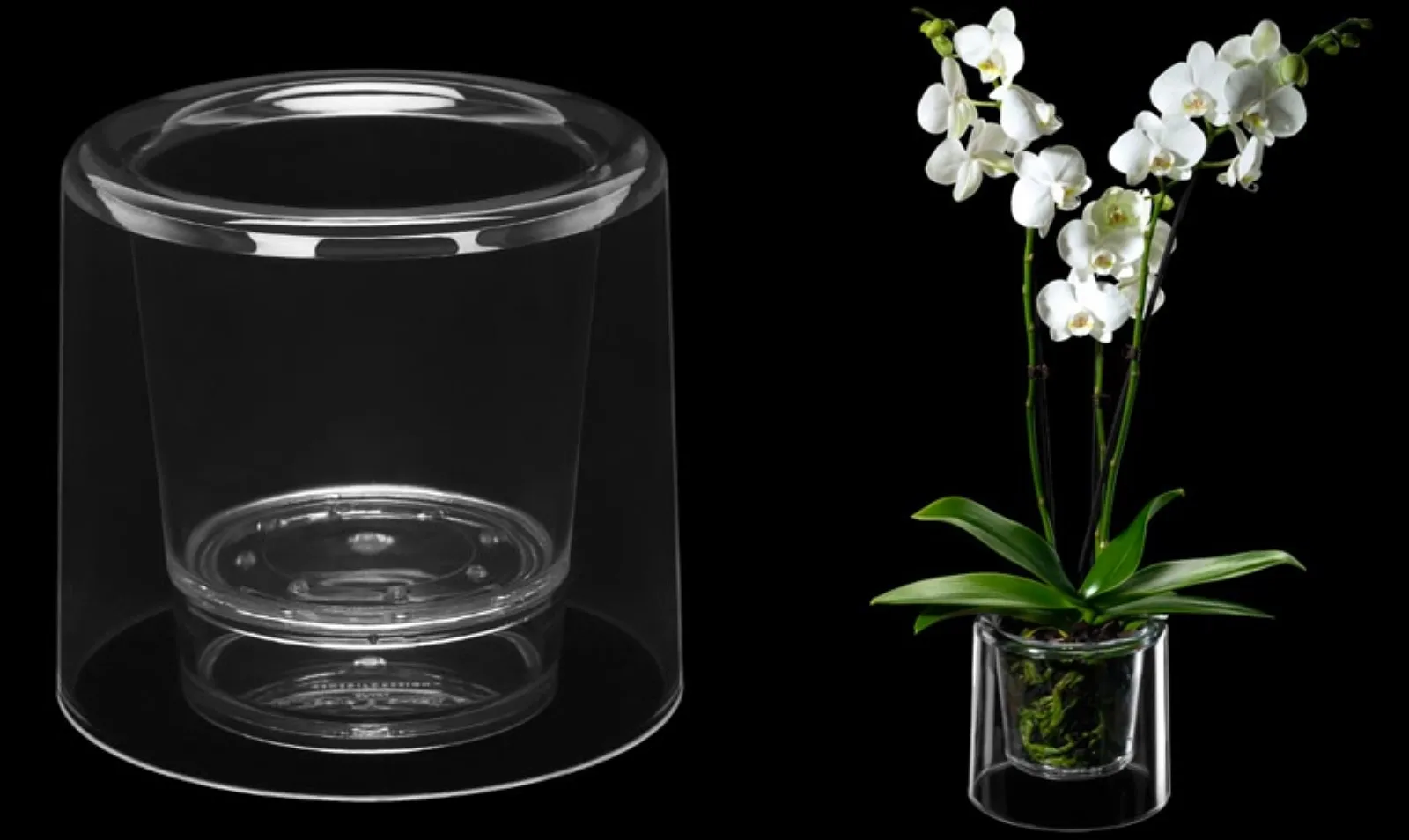 Orchidea in vaso in vetro trasparente