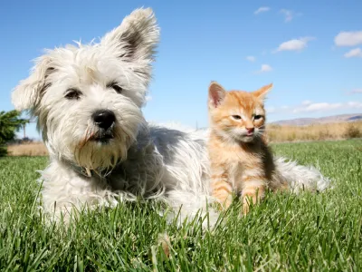 cane e gatto