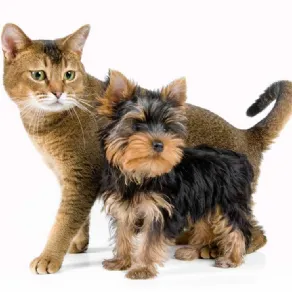 cane e gatto