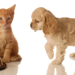 cane e gatto