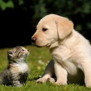 cane e gatto